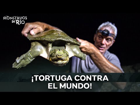 El Retorno del Pez Gato Asesino y la Tortuga Gigante del Río | Monstruos de Río