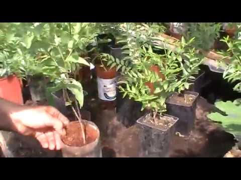 Зизифус первая часть