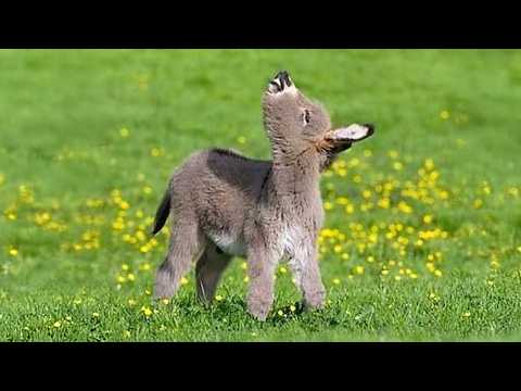 Animals Are The CUTEST in the World 🤣 Funny Animals Videos 2025