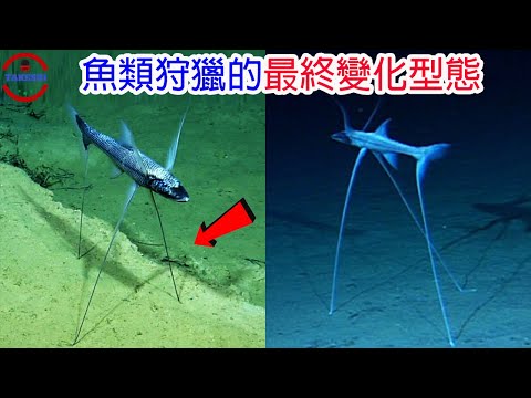[TOP3]突破傳統魚類型態的詭異怪魚 | 被蠑螈附身的行走怪魚 |擁有馬頭的怪魚