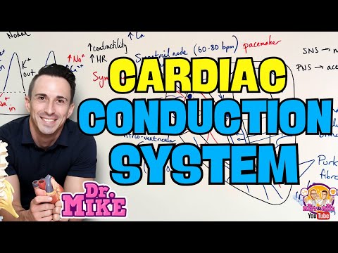 Cardiac Conduction System