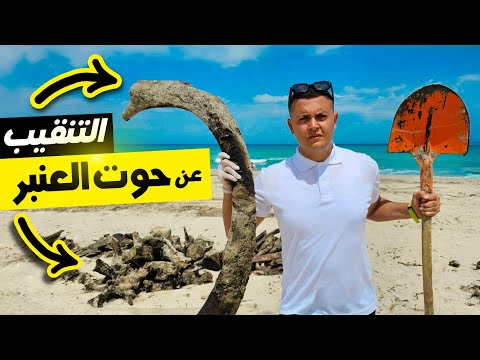 إستخراج هيكل عظمي لحوت عملاق من الشاطئ | ما قصته و كيف وصل إلى هنا ؟ 🐳
