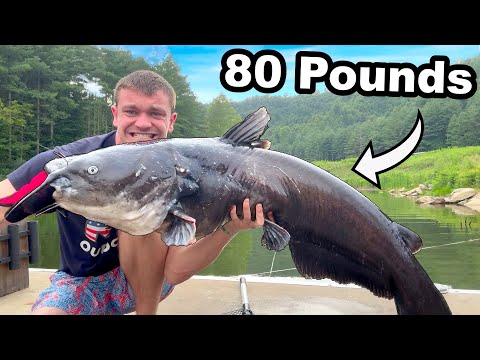 I Stocked Giant 80 Pound Catfish in My Pond!