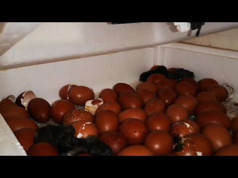 Инкубация и Вывод КУР породы МАРАН специфика и советы