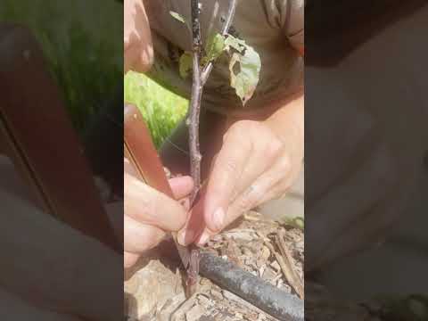 How to Graft an Apple Tree
