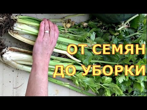 ЧЕРЕШКОВЫЙ СЕЛЬДЕРЕЙ. Когда сеять, как выращивать? Шпинат, салат, укроп, кинза.