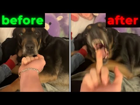 Funny DOGS videos 2024 🤣🐶 New Funniest Animal Videos