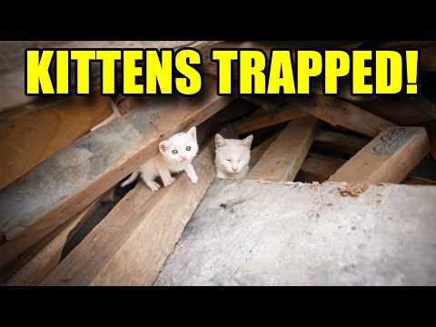 ๐จ Trapped Kitten Cries For Mama Under Wood Pile! (EMOTIONAL RESCUE) | Cat Family | Lucky Paws