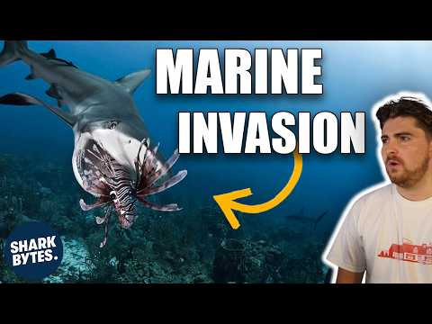 Divers Trained Sharks to Save the Ocean, And It BACKFIRED!