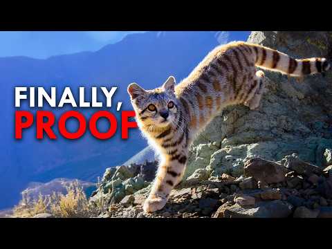 Andean Cat: The Rarest Cat In The World