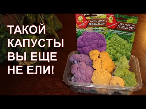 Такой капусты вы еще не ели!