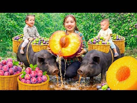 How to Harvest 1500kg Giant Sour Plum and Sell at Market with my Daughter - Take Care of Piglets