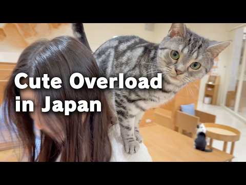 A Tired Japanese Worker Found Comfort Today | Cat Café & Pig Café | Japan vlog