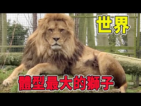 The toughest lion in the world!