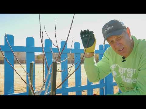 How to Prune Nectarine and Peach Trees