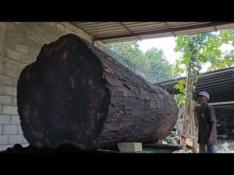 Super big, old, hard ancient wood//in the sawmill