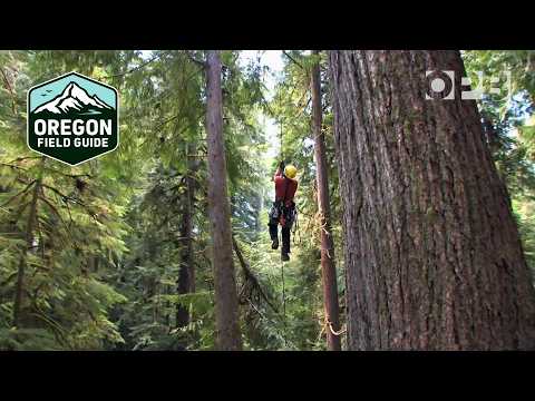 The search for Oregon’s tallest tree | Oregon Field Guide from the Archives