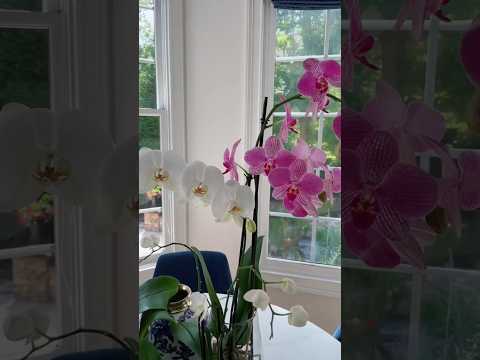 Growing orchids in water! #orchids #houseplants #plants #waterculture