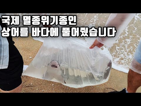 횟집에서 구입해 6개월 동안 키우던 상어가 건강해져서 바다로 보내 주었습니다. 상어야 잘가ㅠ