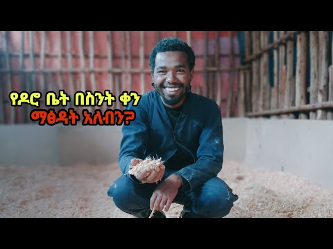 የዶሮ ቤት ሳጋቱራ(አልጋ) በምን ያህል ጊዜ መቀየር አለብን?