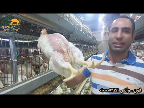 ازاى توصل لوزن  ٢.٢٥٠ كيلو في ٣٢ يوم بس للتواصل ٠١٠٠٠٠٥٣١٩١#foryou #trending