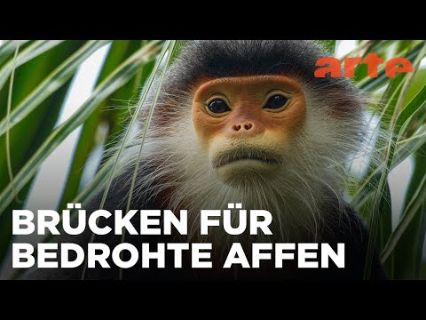 Vietnam, Brücken bauen für bedrohte Affen | 360° Reportage | ARTE Fernweh