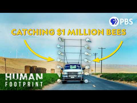 This Bee Is Worth Millions (And You've Never Heard Of It)