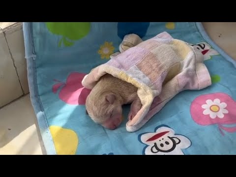 My Daughter Brought Home a Newborn Puppy — What Happened Next Melted My Heart