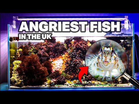 Building a Native Rock Pool Ecosystem for The UK's Meanest Blenny