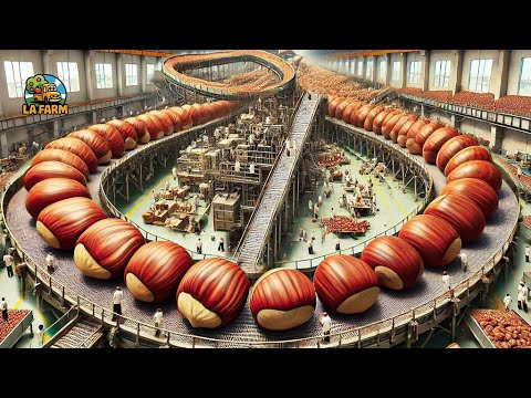 How to Harvest Tons of Nuts Cheaply with Machines: Nut Processing Cheaply | Agriculture Documentary