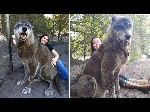 Таких Аномально Больших Волков Вы Еще не Видели!