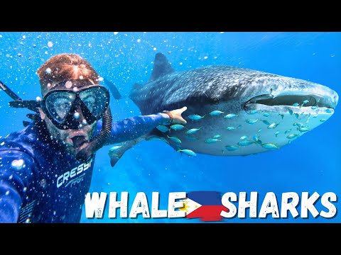 Breathtaking Whale Shark Encounter in the Philippines