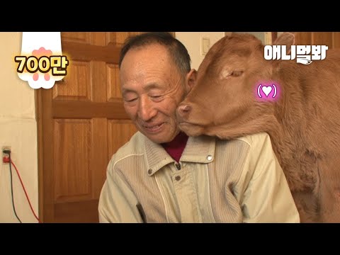 The Story Of A Cow Who Became His Grandpa's Stalker
