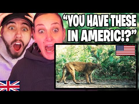 British Mum Reacts to Animals Only Found in America!