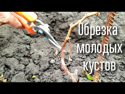 ПРАВИЛЬНАЯ обрезка молодых кустов. Как сформировать мощный куст для получения максимального урожая
