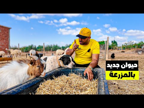 شراء حيوان جديد وتطوير المزرعة 🐑 | اكتشف أسرار دورة حياة البراغيث المدهشة