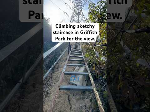 In Griffith Park there’s a hidden ladder you can climb for a great view of Los Angeles. 🪜🌴