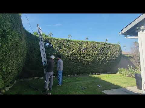 Day 81 Trimming Hedge 