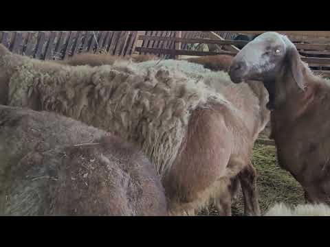 Ответы на вопросы. Минусы овчарни.. Выбор времени окота, кормление и содержание.