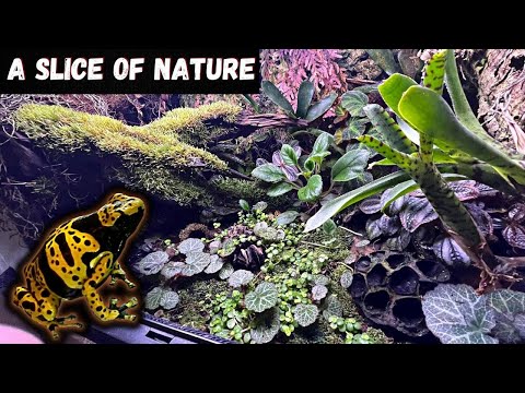 Poison Dart Frog Bioactive Vivarium Set Up Tutorial