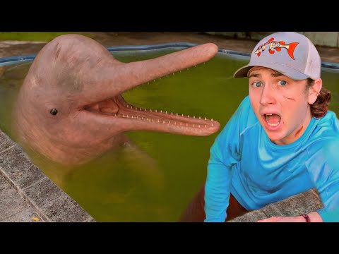 I Found Dolphins in an Abandoned Pool!