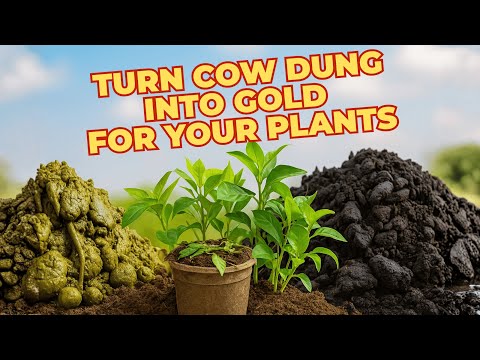 STOP Using Raw Cow Dung! Use It To Make Powerful Organic Compost That Transforms Your Plants Fast.