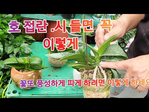 시들어버린 '호접란' 꽃 다시 피게 하려면.. (꽃대! 자르고! 이렇게 하세요!!)