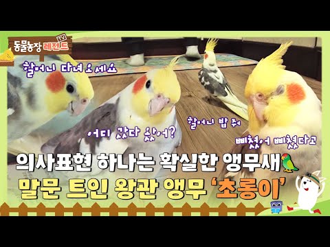 [TV 동물농장 레전드] “삐쳤어! 밥 줘.” 의사 표현 하나는 확실한 왕관 앵무 ‘초롱이’🦜 #TV동물농장 #AnimalFarm #SBSstory