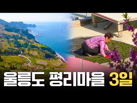 평생 울릉도 나물을 수확해 온 사람들의 이야기 '울릉도 평리마을 72시간' [국내 여행] KBS 20210425