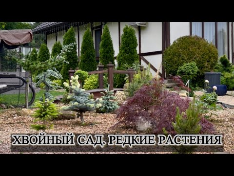 Хвойный сад. Редкие растения.