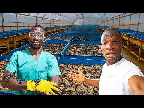 How He's Running a Million Dollar Scorpion Farm In Nigeria