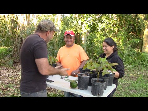 How to Graft an Avocado Tree