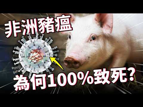 廚餘沒蒸煮惹大禍！非洲豬瘟為什麼這麼嚴重？