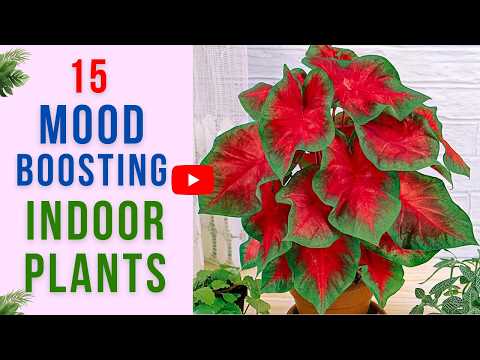 15 Plants That Improve Mood Naturally | Boost Mood With Plants